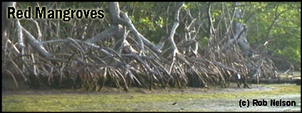 Mangroves of Mexico