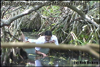 Mexicos Mangroves