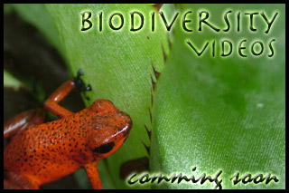 Tree Frog Biodiversity
