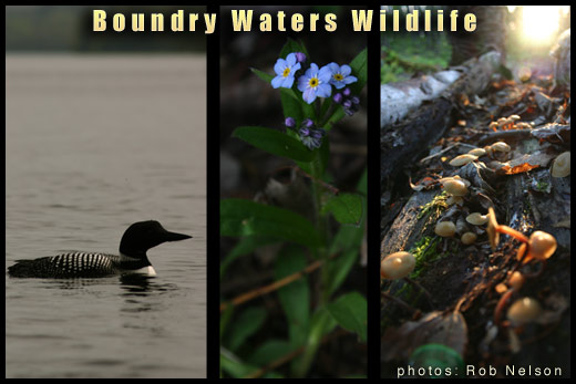 Wildife Boundry waters canoe wilderness area